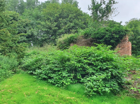 Large Japanese knotweed growth area before clearance